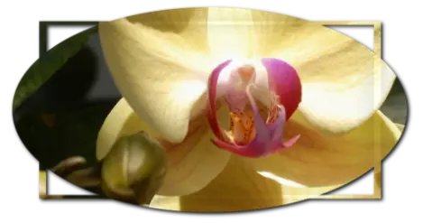 Ecuador el pais de las orquideas