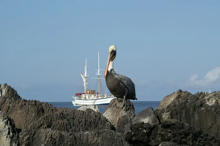 Isla Galápagos o Archipielago de Colón en Ecuador