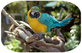 Turismo  en la Amazonia Ecuatoriana