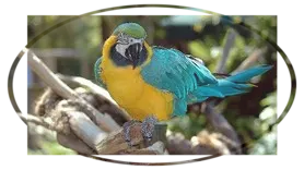 Turismo  en la Amazonia Ecuatoriana