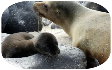 Turismo  en la Galápagos Ecuador